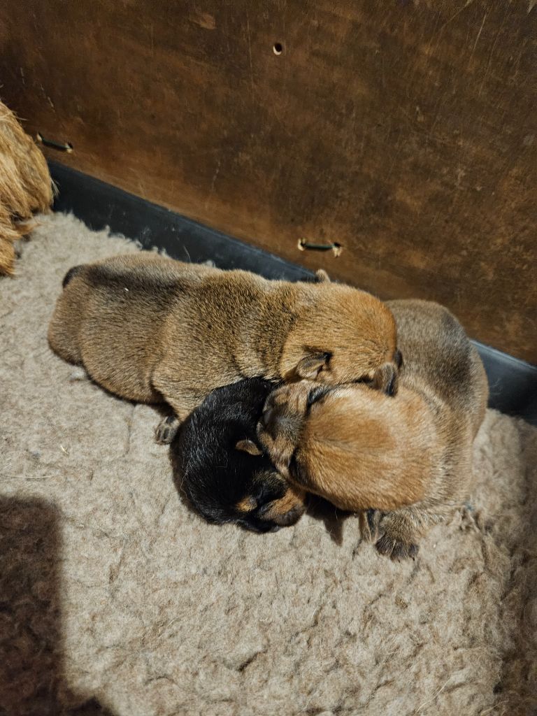 des sables du Nord - Chiot disponible  - Norfolk Terrier