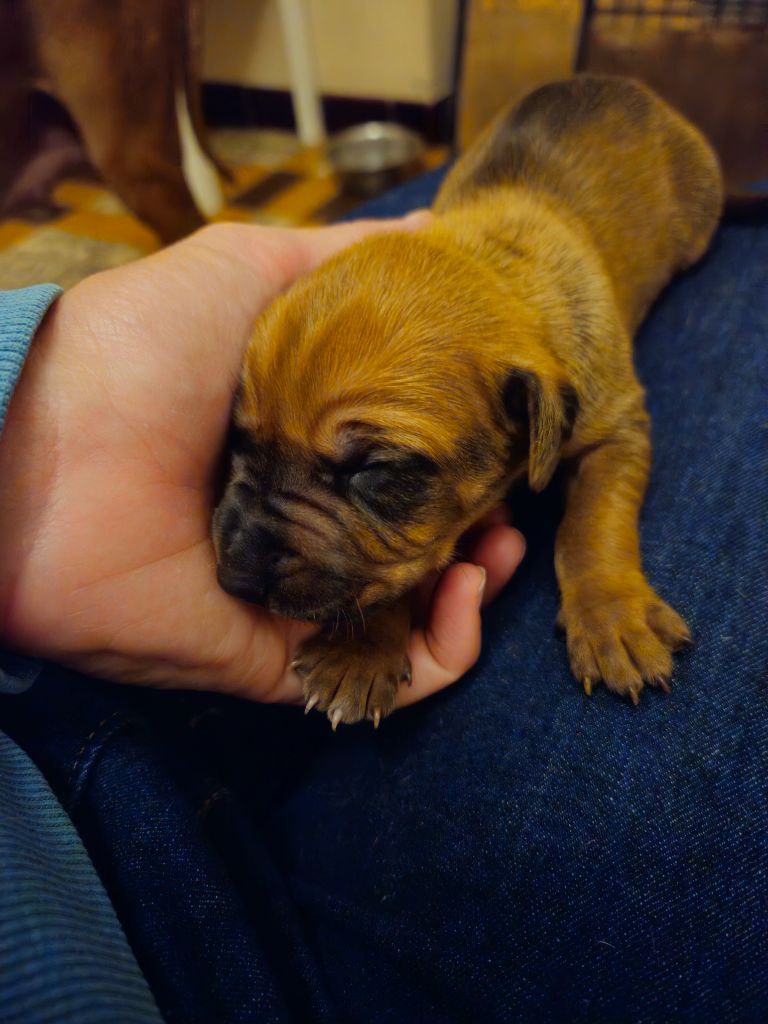 des sables du Nord - Chiot disponible  - Rhodesian Ridgeback