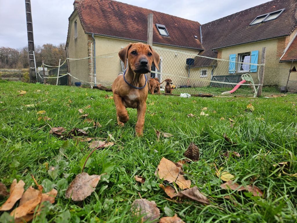 des sables du Nord - Chiot disponible  - Rhodesian Ridgeback