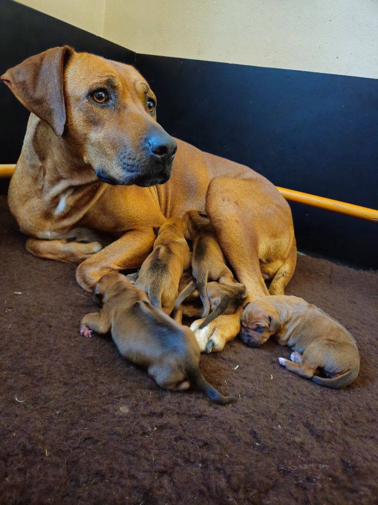 chiot Rhodesian Ridgeback des sables du Nord