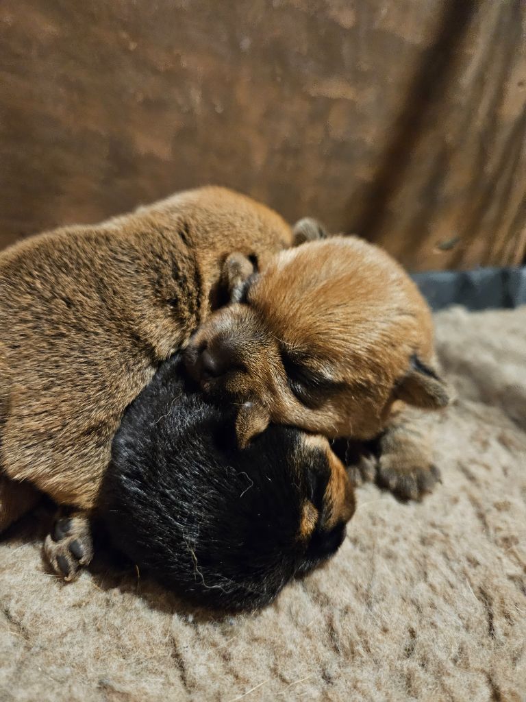 des sables du Nord - Chiot disponible  - Norfolk Terrier