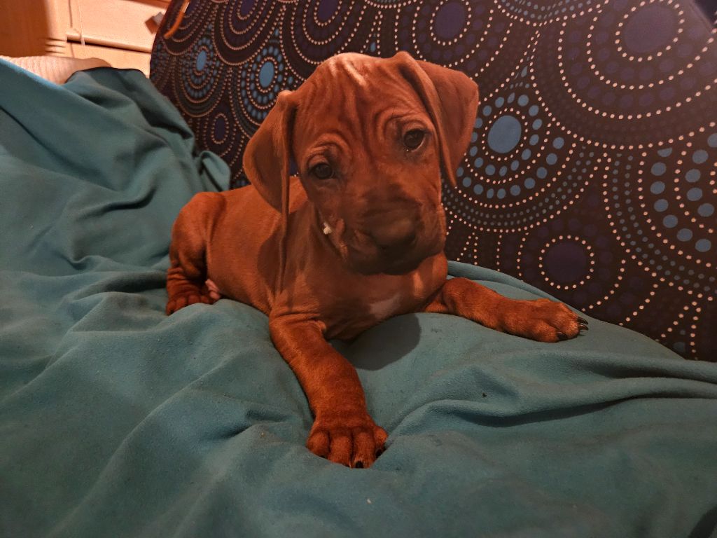 des sables du Nord - Chiot disponible  - Rhodesian Ridgeback