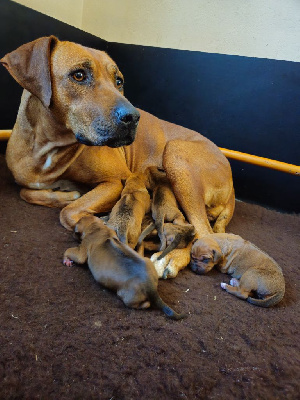 des sables du Nord - Rhodesian Ridgeback - Portée née le 22/10/2024