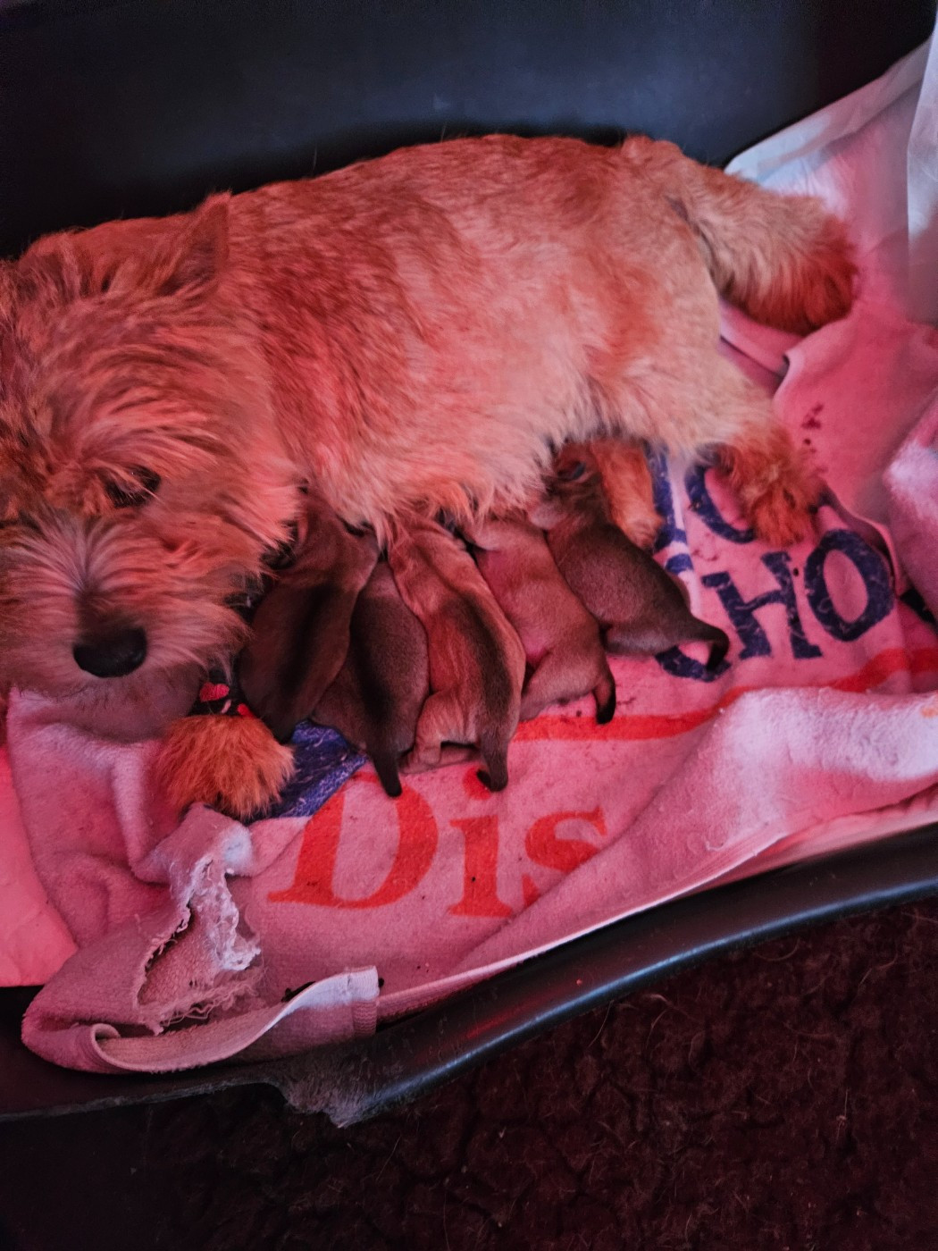 Chiot Norwich Terrier des sables du Nord