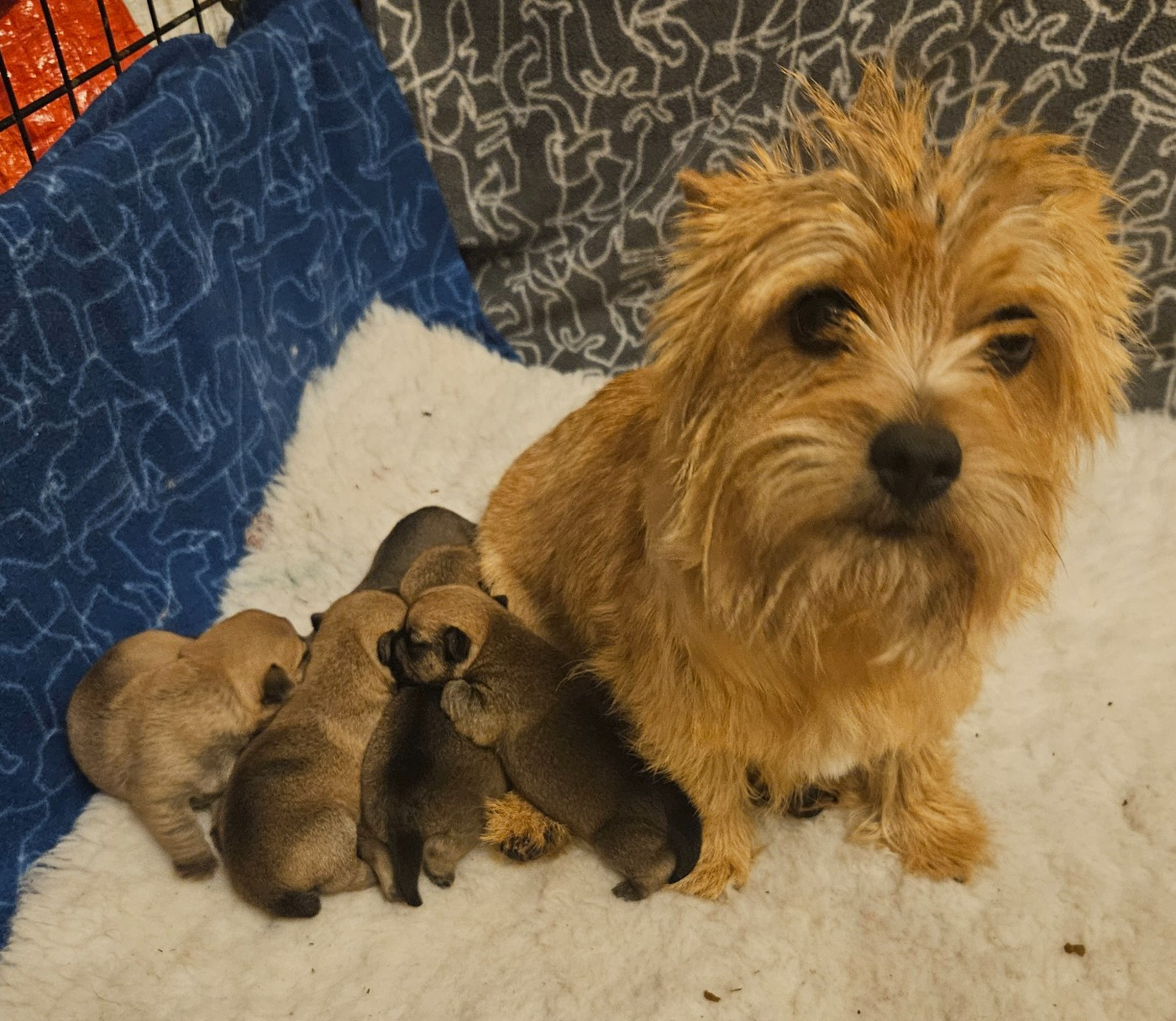 des sables du Nord - Chiots disponibles - Norwich Terrier