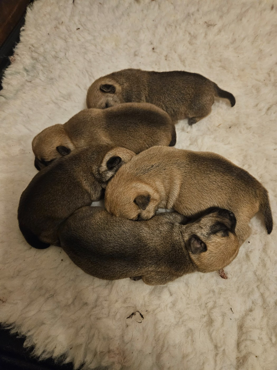 des sables du Nord - Chiots disponibles - Norwich Terrier