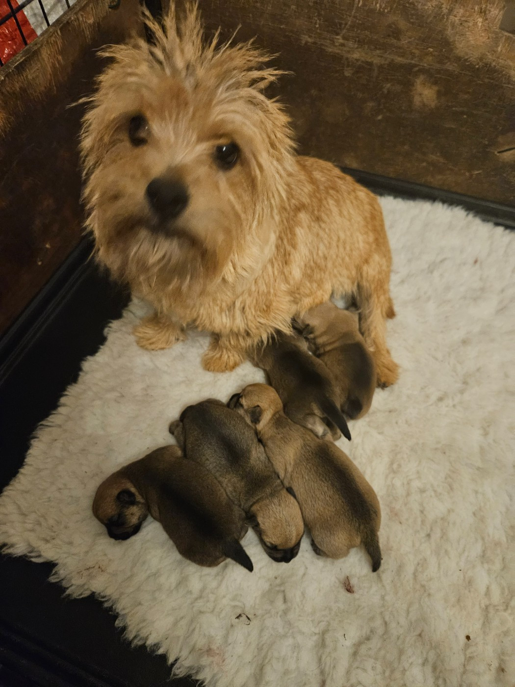 des sables du Nord - Chiots disponibles - Norwich Terrier