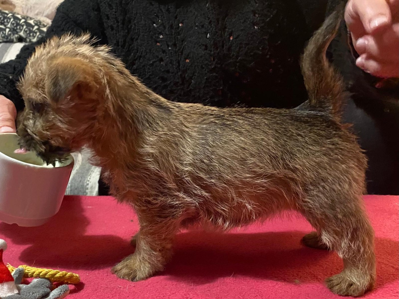 des sables du Nord - Chiots disponibles - Norwich Terrier