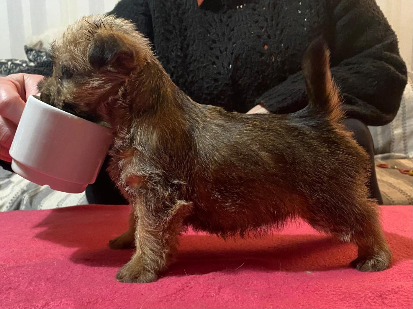 des sables du Nord - Chiots disponibles - Norwich Terrier