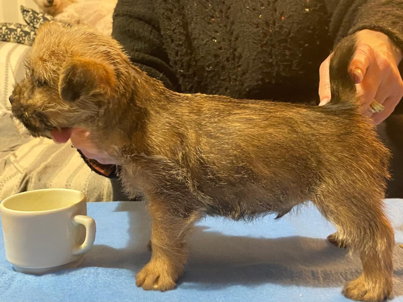 des sables du Nord - Chiots disponibles - Norwich Terrier