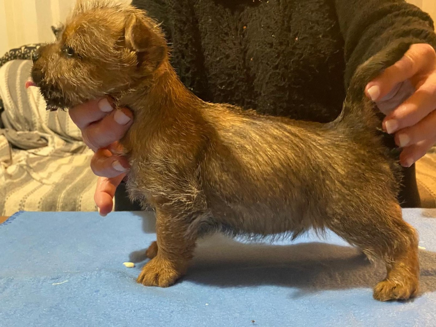 des sables du Nord - Chiots disponibles - Norwich Terrier