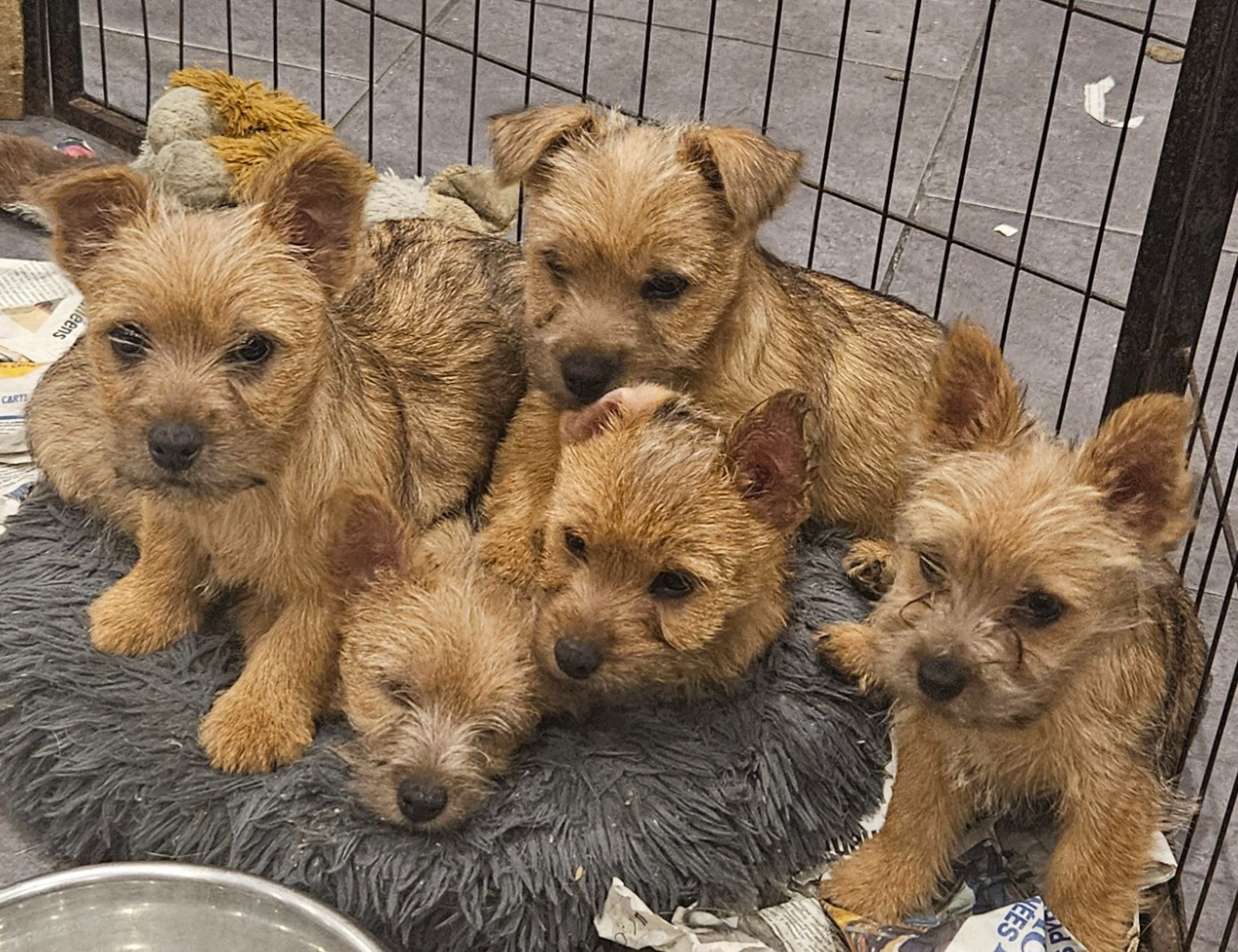 Chiot Norwich Terrier des sables du Nord