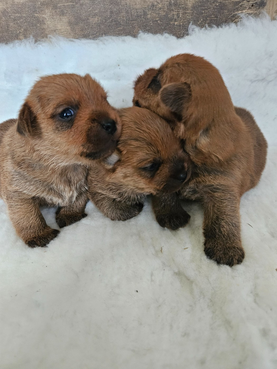 des sables du Nord - Chiots disponibles - Norfolk Terrier