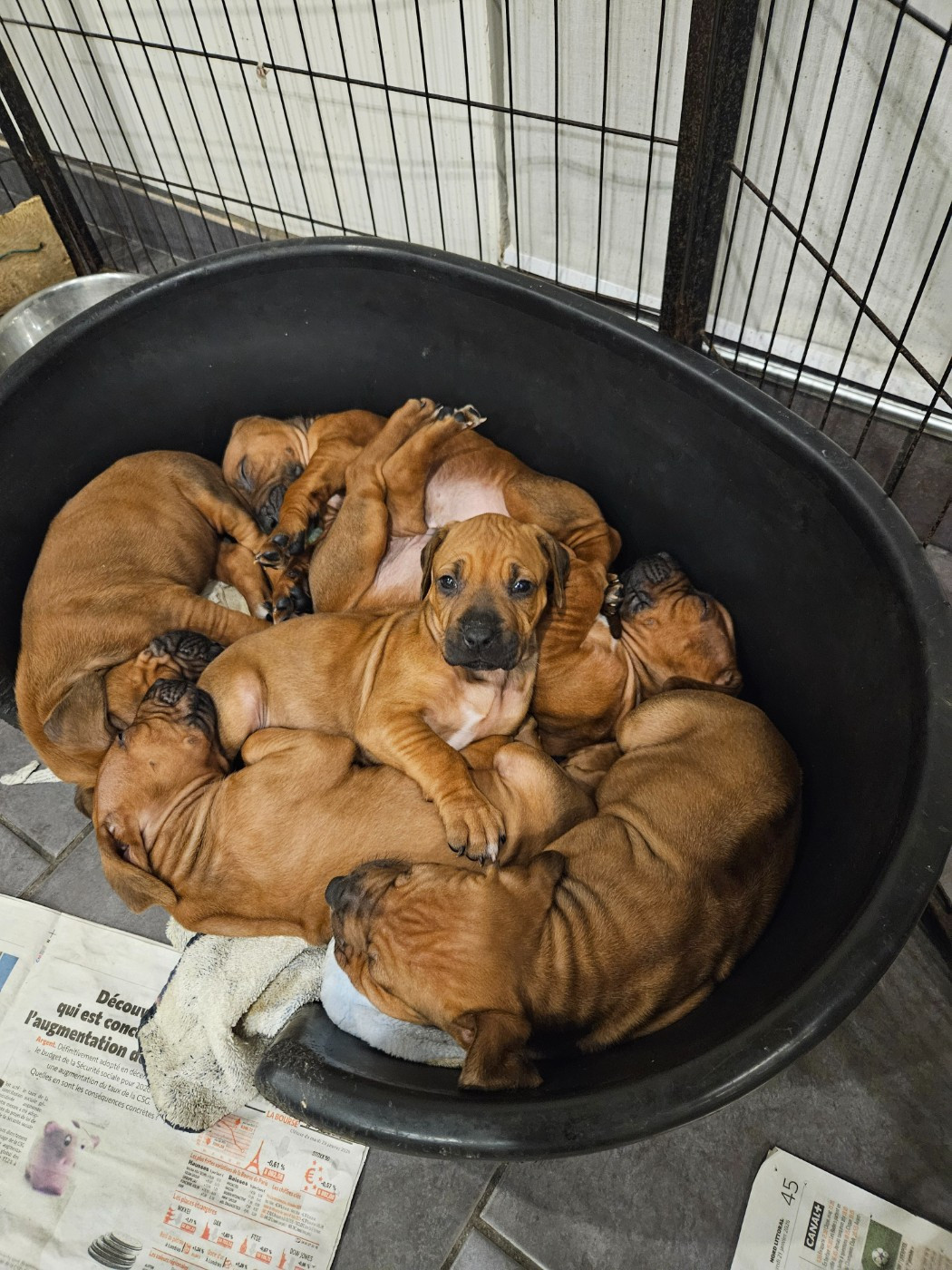 Chiot Rhodesian Ridgeback des sables du Nord