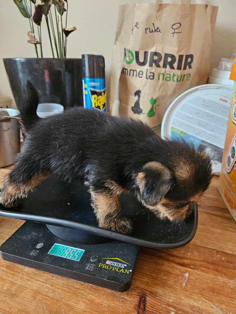 des sables du Nord - Chiots disponibles - Norfolk Terrier