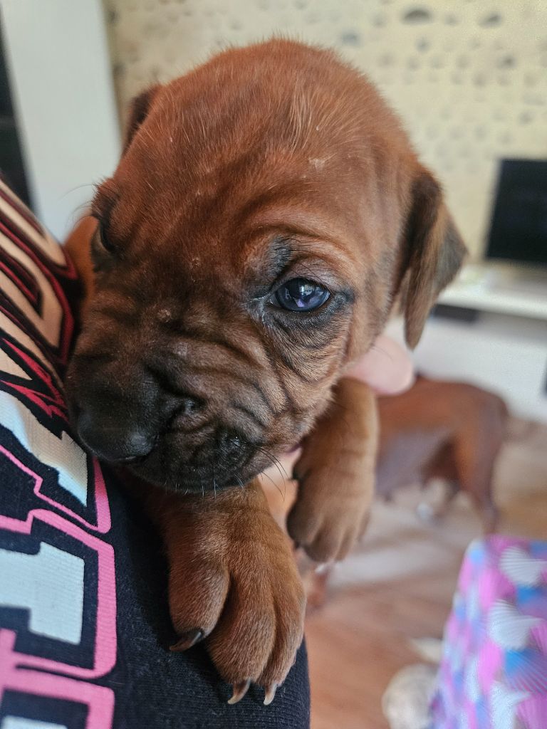 des sables du Nord - Chiots disponibles - Rhodesian Ridgeback