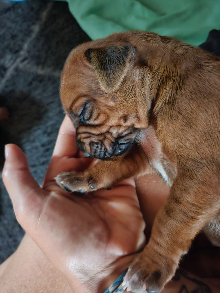 des sables du Nord - Chiots disponibles - Rhodesian Ridgeback