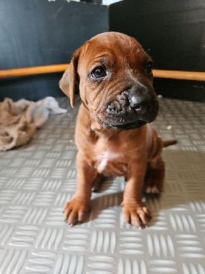 CHIOT 2