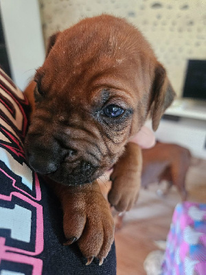 CHIOT 3