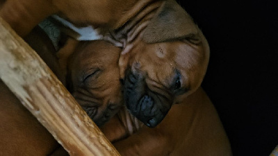 CHIOT 4