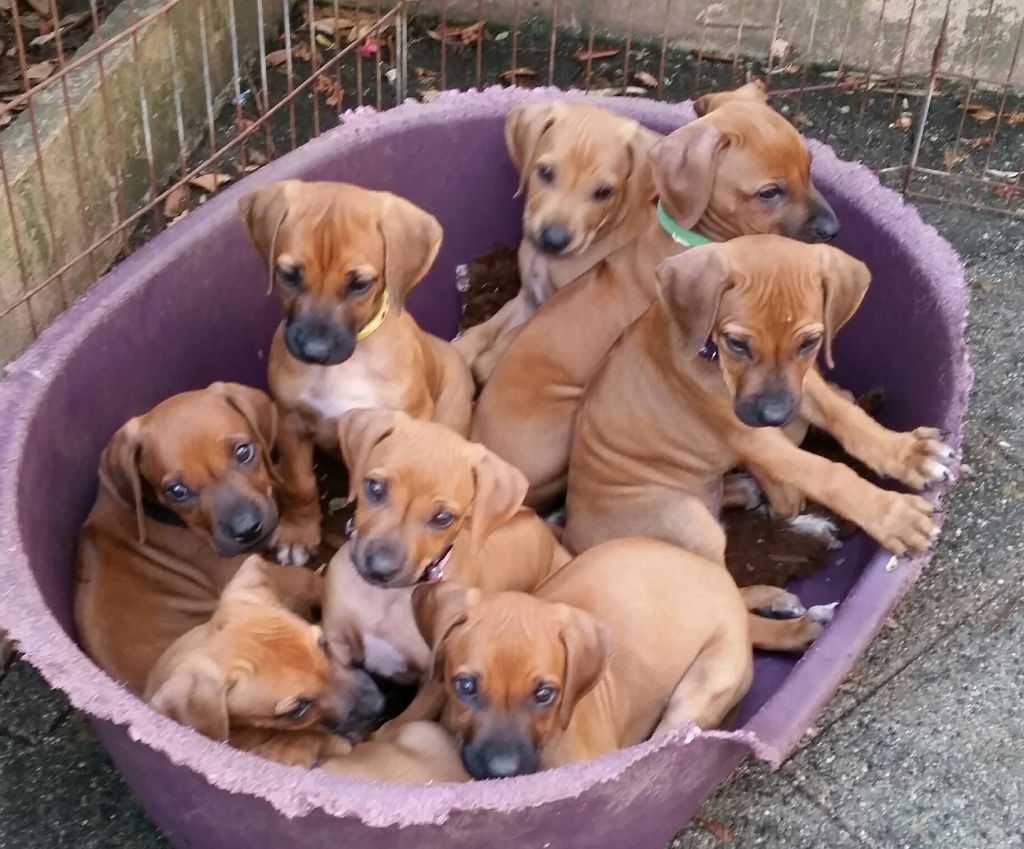 Chiot Rhodesian Ridgeback des sables du Nord