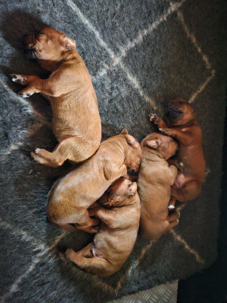Chiot Rhodesian Ridgeback des sables du Nord